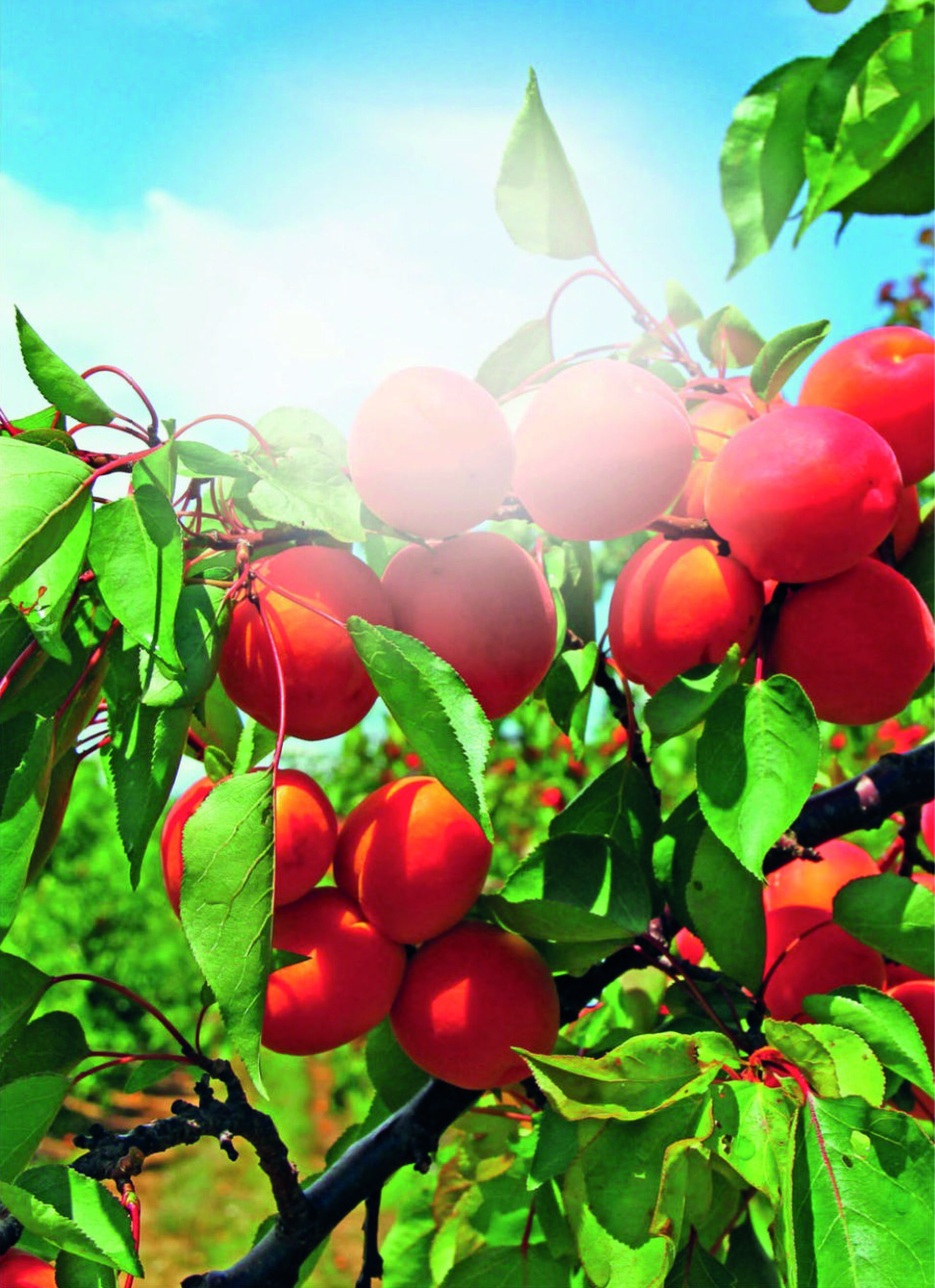 Gourmand_2023_06_27_fr.downmagaz.net-2_Page_1_Image_0001